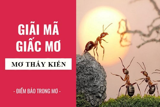 Giấc mơ thấy kiến