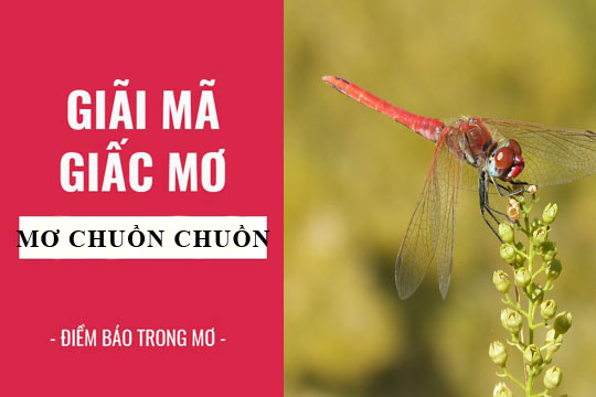 Sổ mơ thấy chuồn chuồn